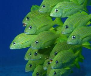 пазл Стаи зеленых рыб